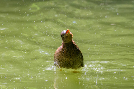 A small bird gracefully shakes off water in a serene pond, perfectly showcasing the exquisite beauty of natureの写真素材