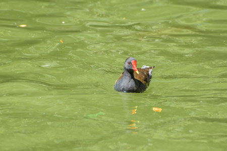 A close-up portrait of Gallinula chloropus, a Common Moorhen swimming in a tranquil pond in...