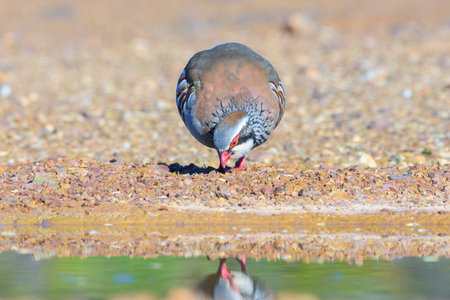 Red-legged partridge (Alectoris rufa) standing on ground at sunrise Ciudad Real Spainの写真素材