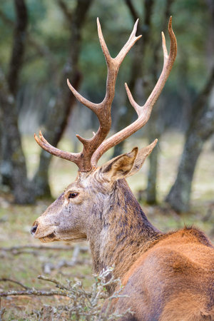 Red deer stag resting on forest floor in Palencia, Spain. Close-up profile view showing antlers and fur detail in natural woodland habitat.の写真素材