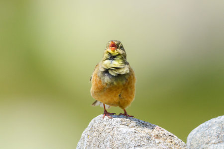 Male Ortolan bunting intense singing perched Sierra de Gredos Spainの写真素材