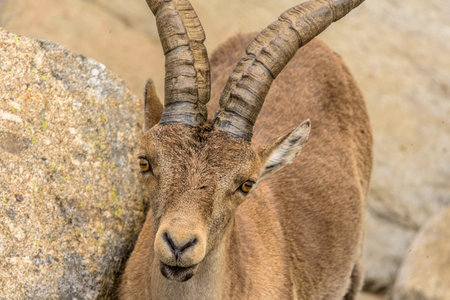 A wild Iberian Ibex (Capra pyrenaica) with impressive horns, captured in the rugged terrain of...
