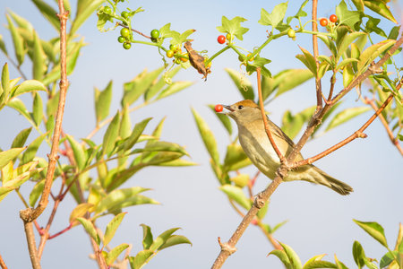 A Eurasian Blackcap 'Sylvia atricapilla' perched on a branch, feeding on berries in the Raso de Portillo Lagoons, Valladolid, Spain.の写真素材