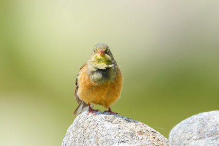 Male Ortolan bunting perched singing Sierra de Gredos Spainの写真素材