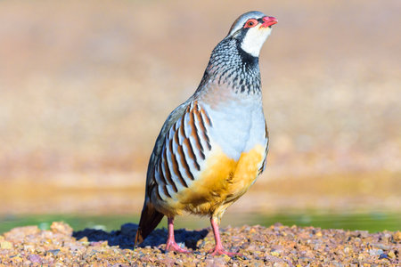 Red-legged partridge (Alectoris rufa) in open landscape Ciudad Real Spainの写真素材