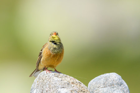 Male Ortolan bunting territorial singing perched Sierra de Gredosの写真素材