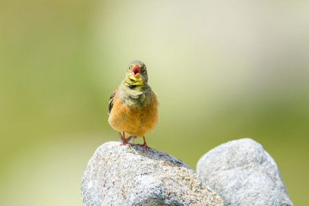 Male Ortolan bunting wide singing perched Sierra de Gredos Spainの写真素材