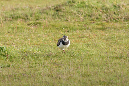 Northern lapwing Vanellus vanellus standing in a green grassland at Lagunas de Villafafila, Spain. Wader bird in its natural wetland habitat.の写真素材