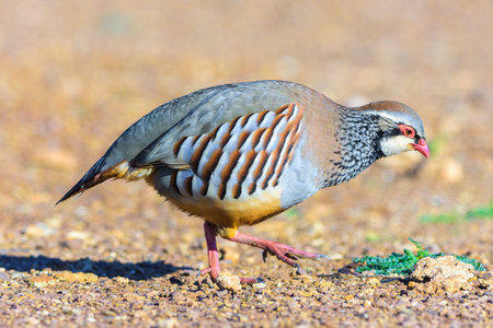 Red-legged Partridge 'Alectoris rufa' walking, close-up showing vivid feathers and striking colors, typical wildlife scene from Ciudad Real, Spain.の写真素材