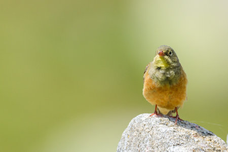 Ortolan bunting male singing perched rock Sierra de Gredos Spainの写真素材