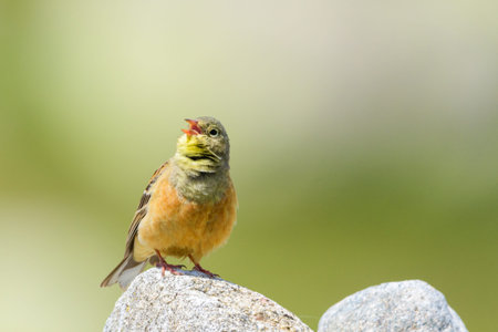 Ortolan bunting Emberiza hortulana male singing display Sierra de Gredos Spainの写真素材
