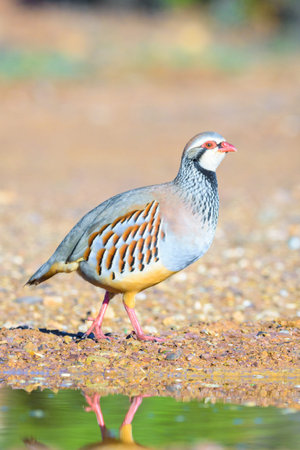 Red-legged Partridge 'Alectoris rufa' walking near a water source with a clear reflection,...