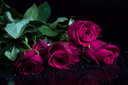 Pink roses with water drops isolated on black backgroundの写真素材