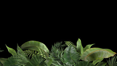 3d render composition of tropical plants on a black blackgroundの写真素材