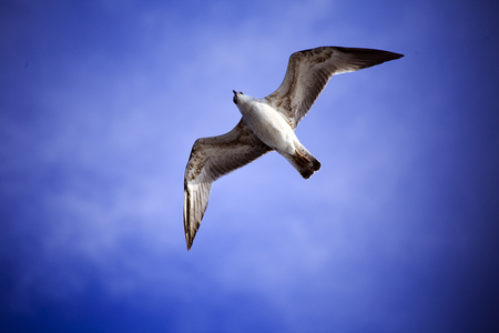 Seagull flying in the airの写真素材