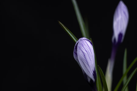 A bottle of purple crocus flower on a black background in a dark keyの写真素材