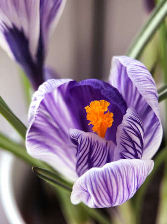 Close-up crocus flower with purple petals and orange center.の写真素材