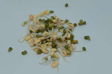Mung bean sprouts for healthy eating, salads, recipe ingredient, for vegetarians and vegansの写真素材