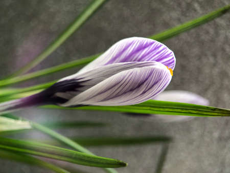 Purple crocus flower on gray background for greeting cardの写真素材