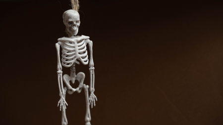 artificial human skeleton, skeleton figurine on a rope, halloween concept. High quality photoの写真素材