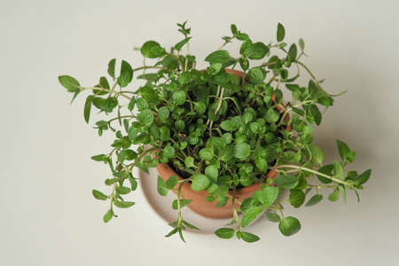 peppermint in a clay pot on the windowsillの写真素材