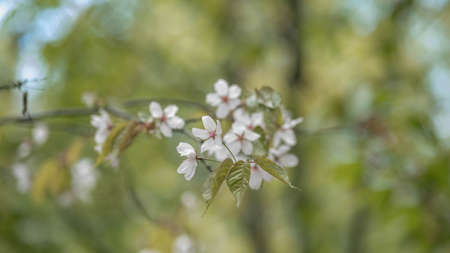 pink sakura blossom in spring, blurred background with bokehの写真素材