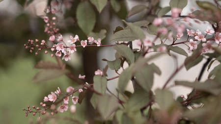 blooming pink bird cherry in spring, blurred background with bokehの写真素材