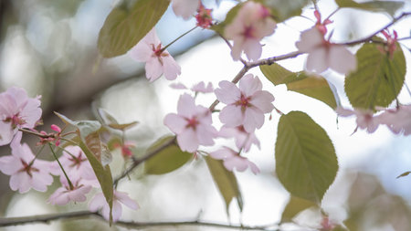 pink sakura blossom in spring, blurred background with bokeh
