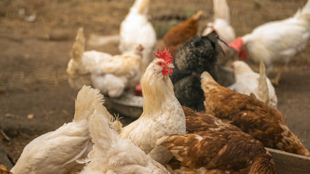 thoroughbred chicken close-up, concept of agriculture, blurred backgroundの写真素材