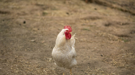 thoroughbred chicken close-up, concept of agriculture, blurred background