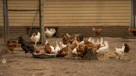 thoroughbred chicken close-up, concept of agriculture, blurred background