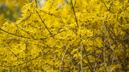 flowering shrub forsythia yellow spring, blurred backgroundの写真素材