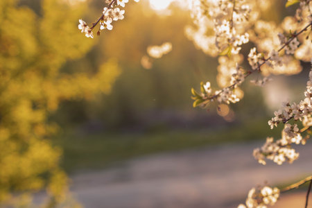 cherry blossoms on the background of the river in the rays of the setting sun, abstract blurred...