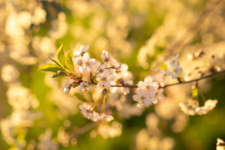cherry blossoms on the background of the river in the rays of the setting sun, abstract blurred...
