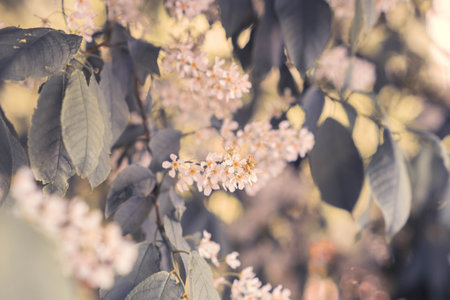 bird cherry flowers with green leaves, blurred background, splash, out of focus