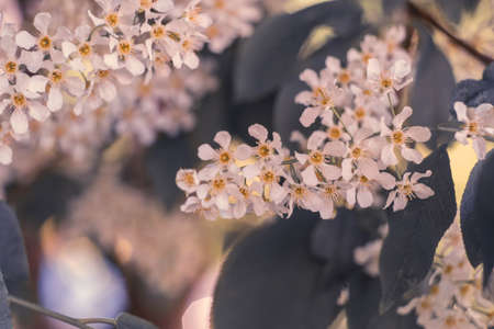 bird cherry flowers with green leaves, blurred background, splash, out of focusの写真素材