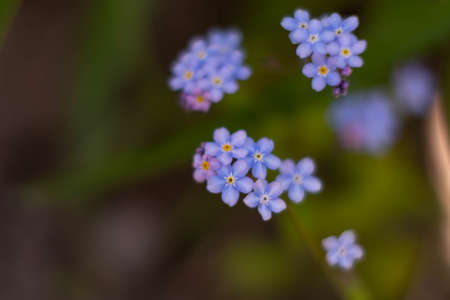 blurry background out of focus blue little flowers forget-me-notsの写真素材