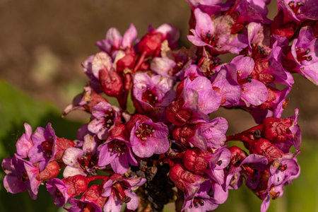 small pink flowers macro blurred background screensaver place for text