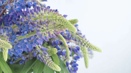 purple lupins flowers on white background with place for textの写真素材