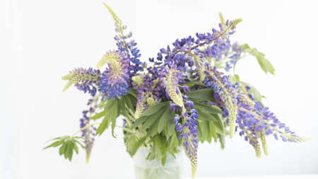 purple lupins flowers on white background with place for textの写真素材