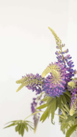 purple lupins flowers on white background with place for textの写真素材