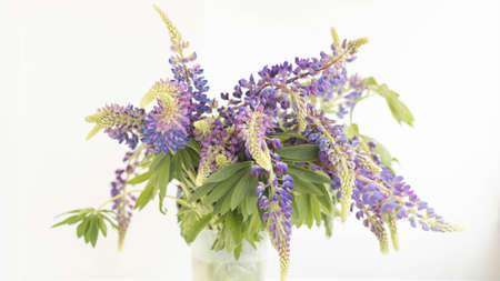 purple lupins flowers on white background with place for textの写真素材