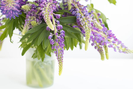 purple lupins flowers on white background with place for textの写真素材