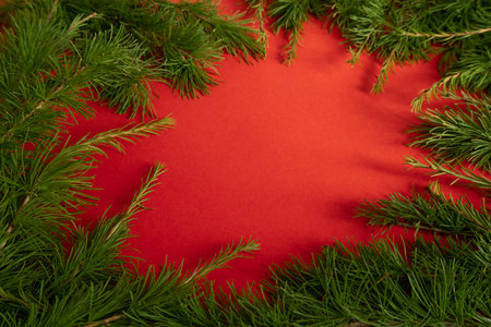 live larch branches on a red background , the concept of a creative Christmasの写真素材