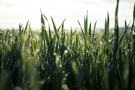 Beautiful Close Up of Rich Green Grass in Morning Light with Water Drops and Bokehの写真素材