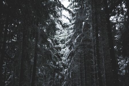 Empty Winter Forest with Ice on Tree Branches and Christmas Tree with light coming troughの写真素材