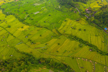 Terraced rice fields with small rural farms in Bali, Indonesia Top down overhead aerial birds eye...
