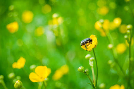 bug on a yellow flowerの写真素材