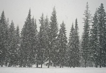Heavy snow falling on Evergreen trees in the Wenatchee National Forest in Washington State, USAの写真素材