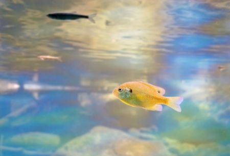 A Small bluegill swimming with the salmon in Taylor Creek at Lake Tahoe.  Photo take at the Stream Profile Chamber.の写真素材